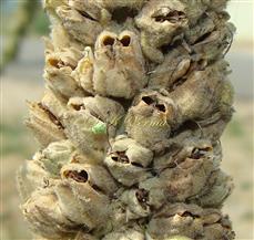  Fruits